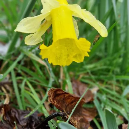 Le Vivaldi, Au Coeur Du Massif Vosgien Avec Terrain De Petanque