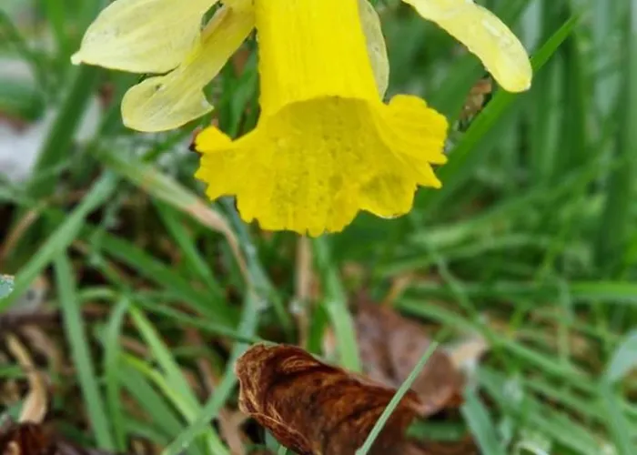 Le Vivaldi, Au Coeur Du Massif Vosgien Avec Terrain De Petanque